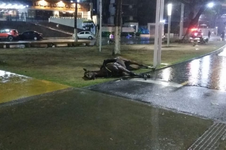 Corpo do animal ainda estava estendido na avenida Beira Mar até a manhã desta quarta-feira, dia 1 de janeiro.