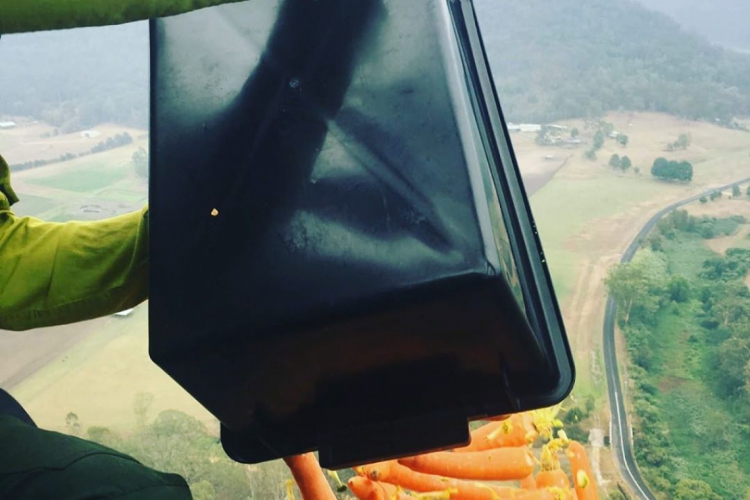 Cenouras lançadas de helicópteros para alimentar animais na Austrália

