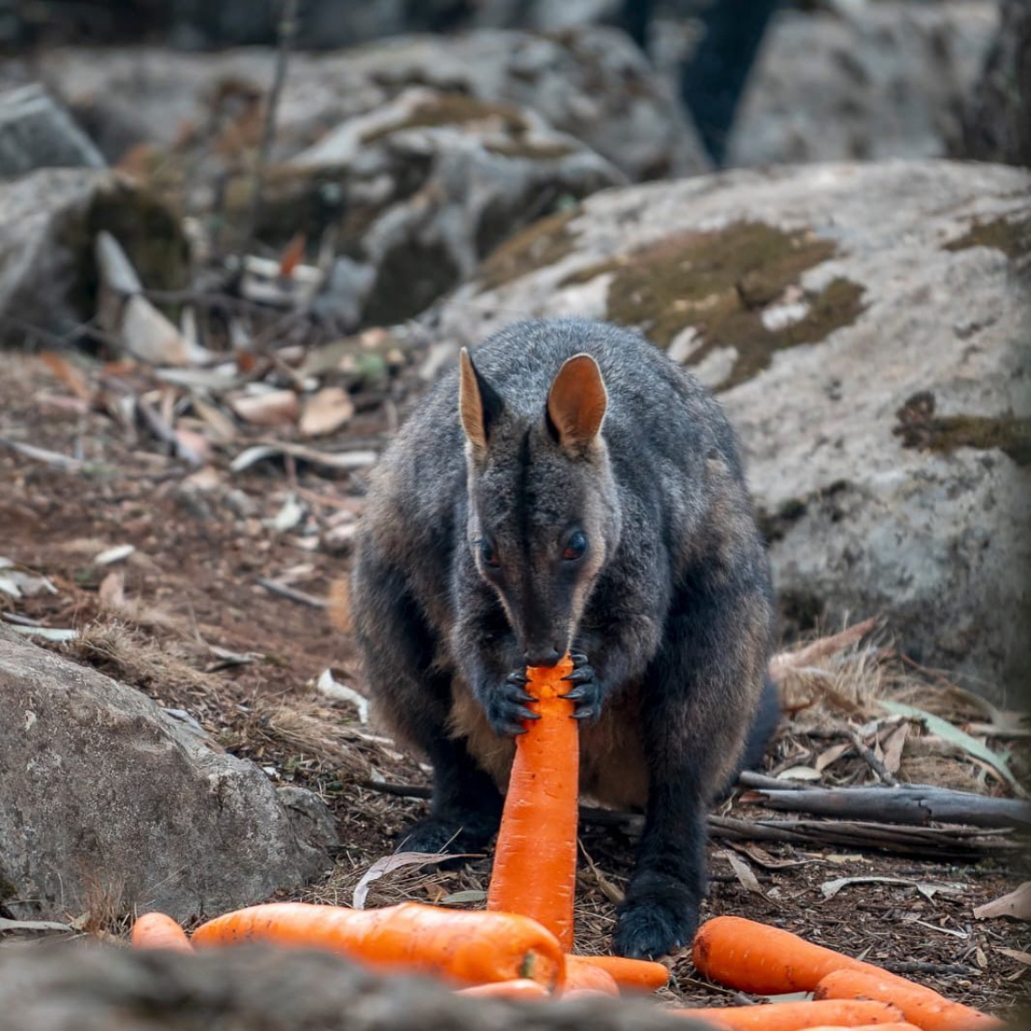 Os inc&ecirc;ndios come&ccedil;aram em setembro do ano passado e j&aacute; atingiram 8 milh&otilde;es de hectares  na Austr&aacute;lia