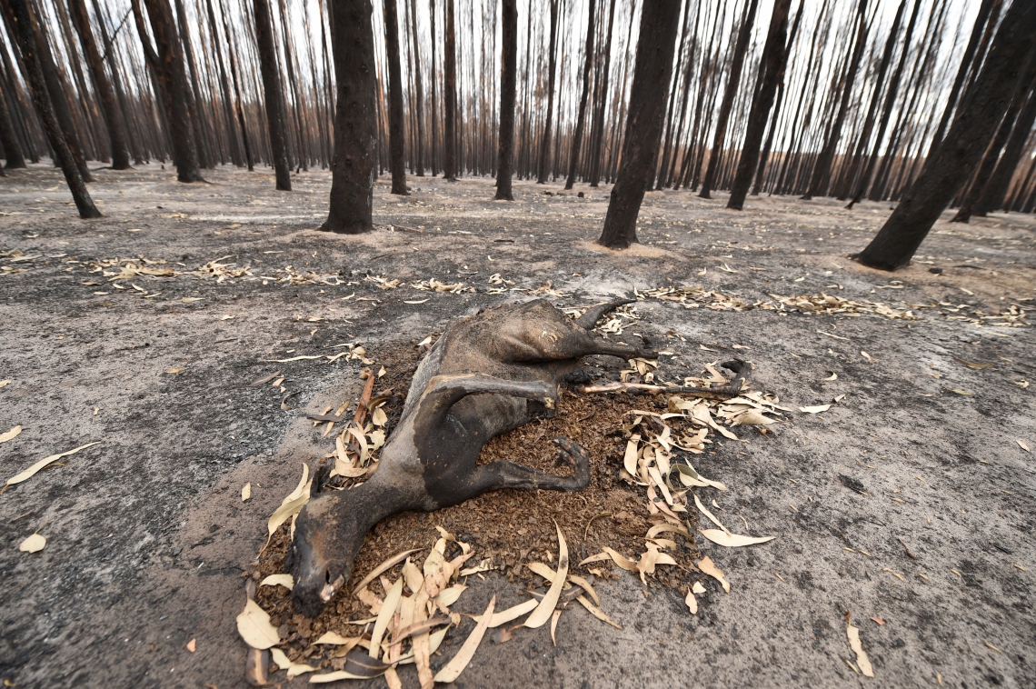 15 de janeiro de 2020, Foto de um canguru morto na ilha do canguru, na australia, depois do incendio que passou na floresta em galapagos. (Photo by PETER PARKS / AFP)  (Foto: PETER PARKS / AFP)