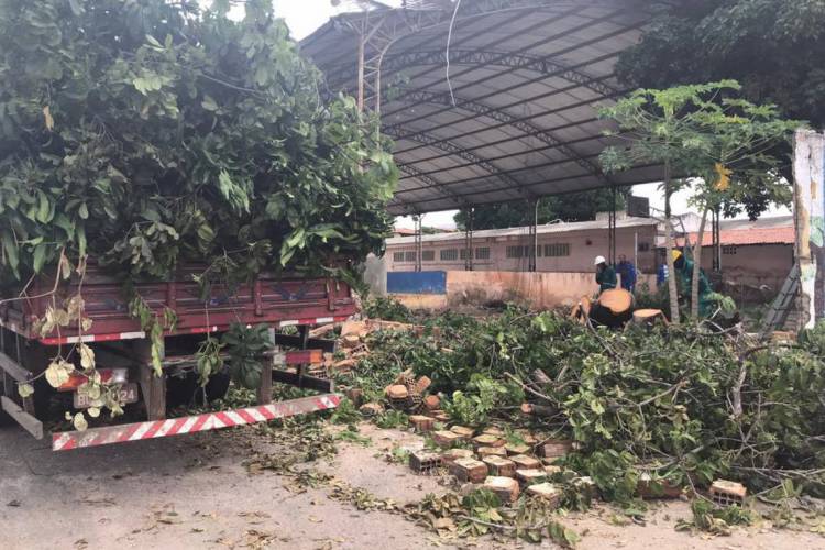 A árvore caiu com as chuvas da madrugada