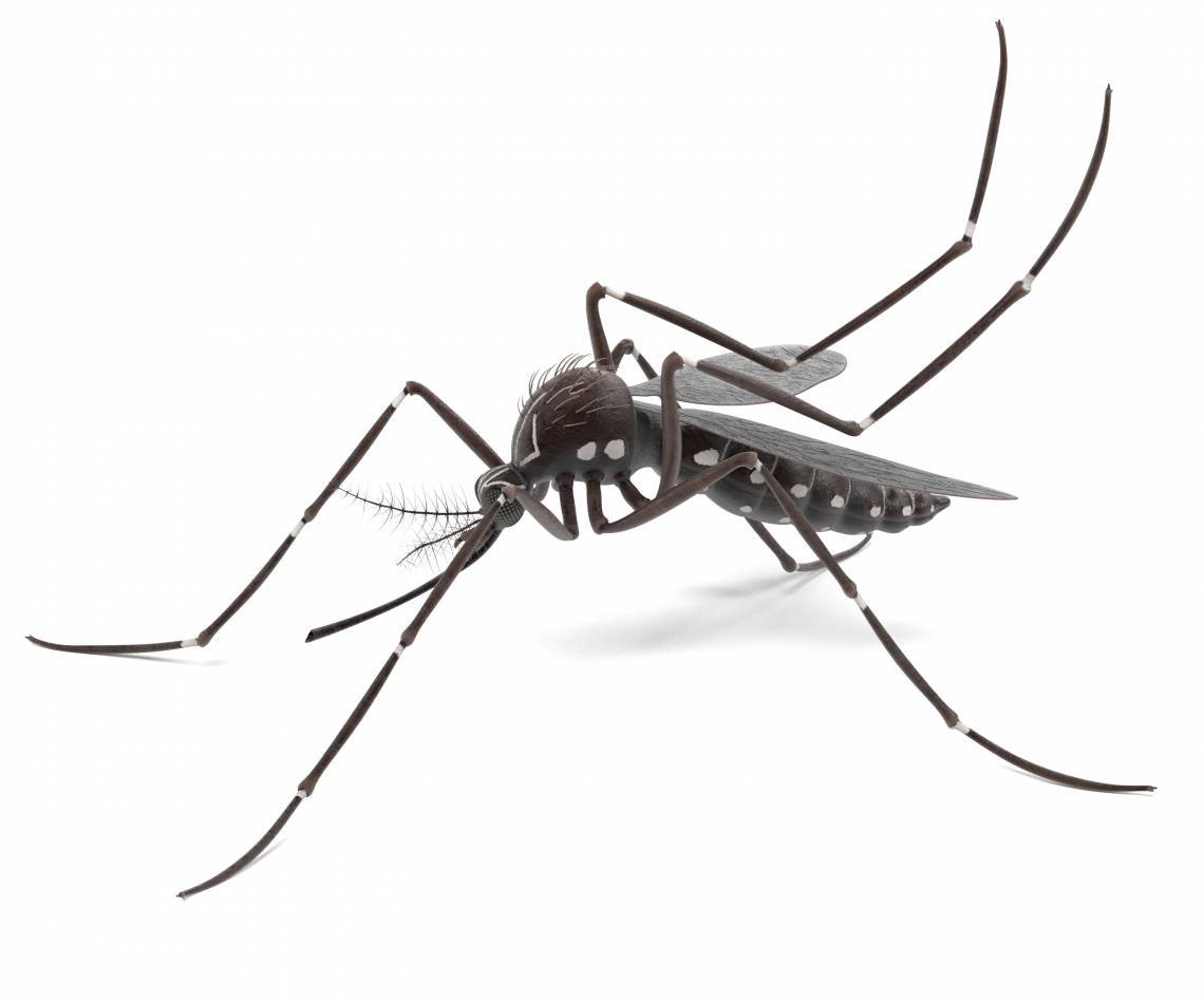 3d render of Aedes Aegypti (Foto: Getty Images/iStockphoto)