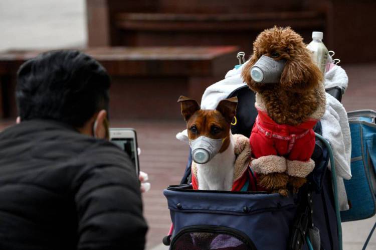 Homem faz fotos dos cachorros usando máscaras em Xangai