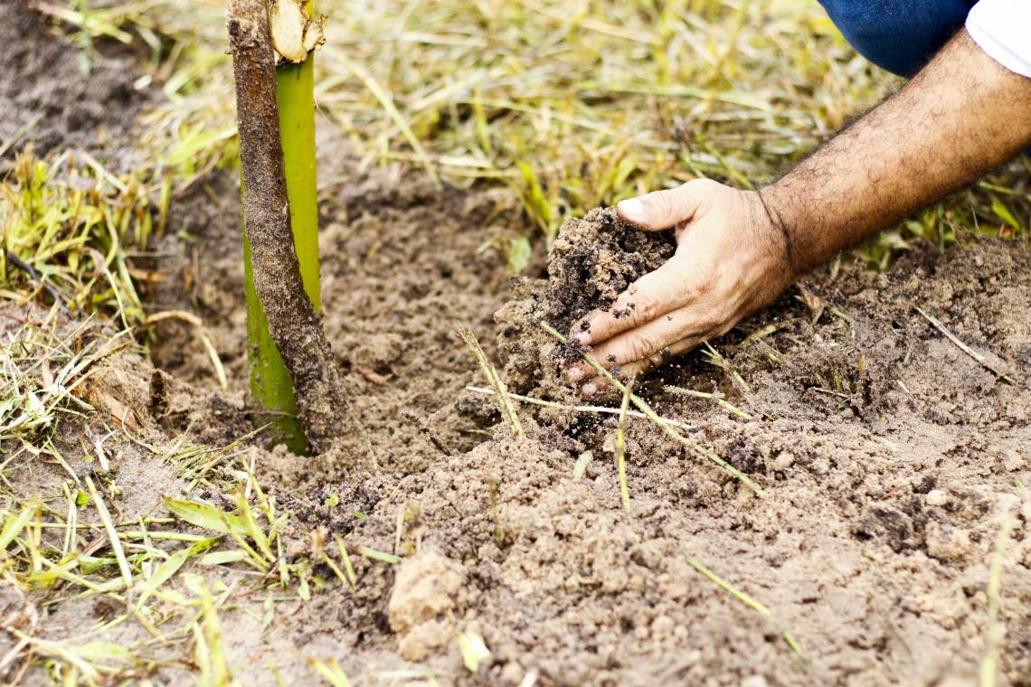 Plantio de 120 mudas de árvores frutíferas na área do Sesi da Barra do Ceará Plantio de 120 mudas de árvores frutíferas na área do Sesi da Barra do Ceará