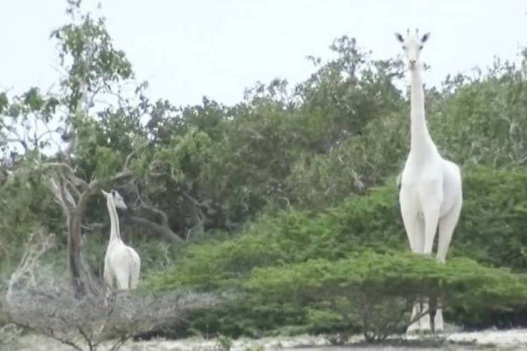 Guardas florestais encontraram as carcaças de uma fêmea e seu filhote em um vilarejo no nordeste do Quênia.