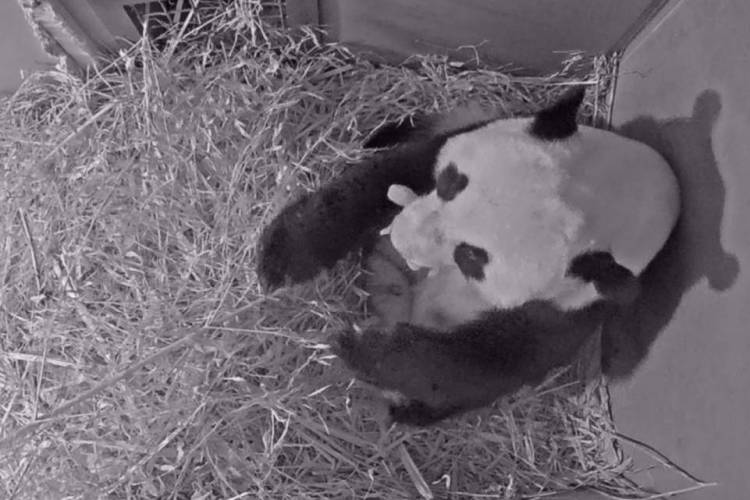 Foto divulgada neste sábado pelo zoológico de Ouwehands mostra uma panda segurando seu filhote na boca. Um dos pandas gigantes emprestados pela China à Holanda deu à luz no parque animal de Rhenen