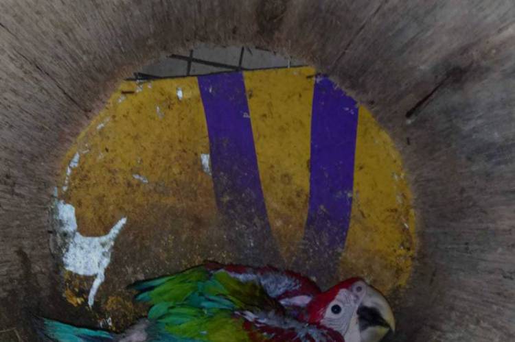 Arara-vermelha está ameaçada de extinção