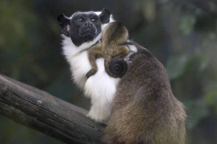 Declara&ccedil;&atilde;o Universal dos Direitos dos Animais foi publicada em 1978