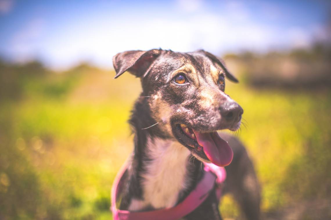 . (Foto: divulgação)