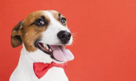 Pet Shops tiveram perdas de 35% durante a pandemia 