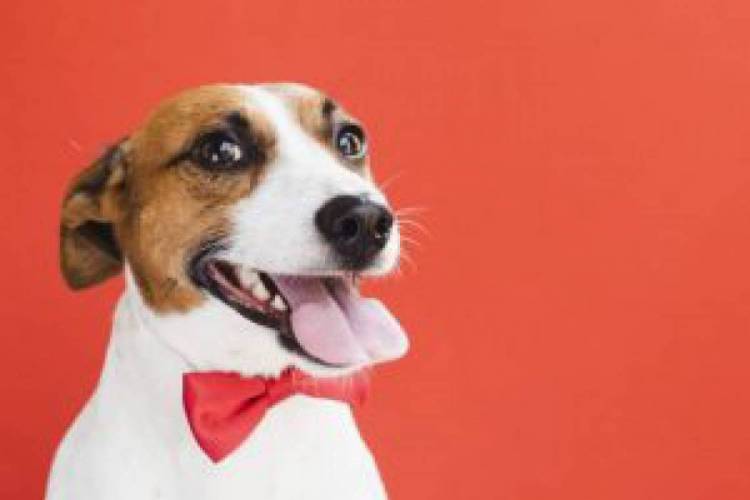 Pet Shops tiveram perdas de 35% durante a pandemia