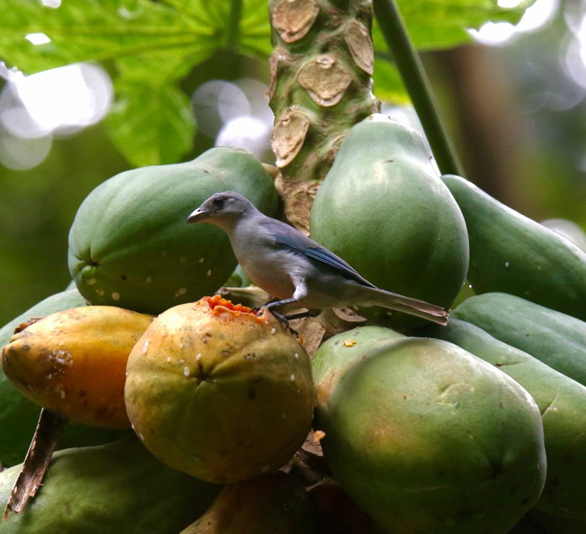 Especial Rio Cocó quarentena. Sanhaçu-cinzento (Tangara sayaca). Parte do dia, está em busca de áreas de alimentação no Parque do Cocó. (Fortaleza-Ceará, 31/5/2020, Foto: Demitri Túlio) (Foto: Demitri Túlio)