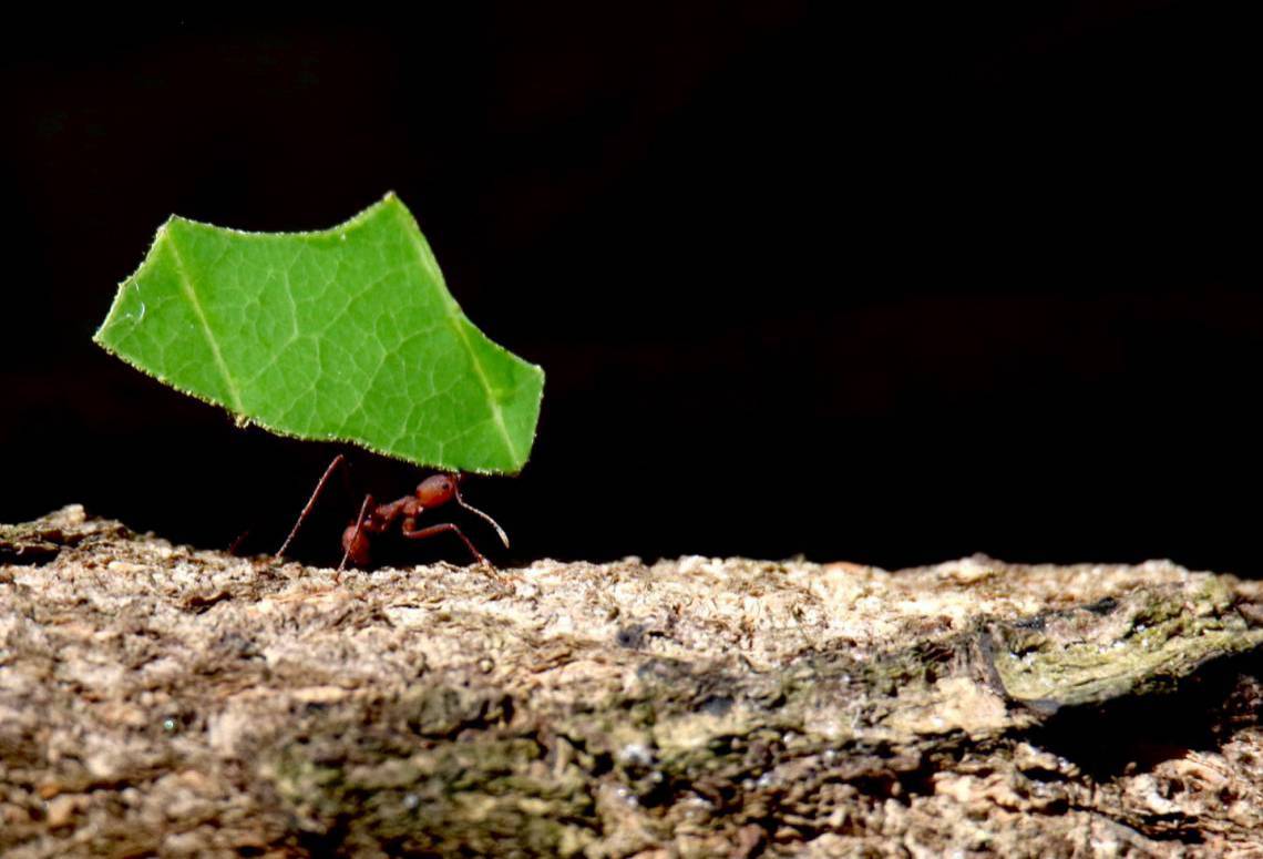 Formigas cortadeiras levam pedaços da castanholeira (amendoeira-da-praia) por causa do cheiro da chuva. Observadores do tempo usam essa prática como leitura de que vai chover  (Foto: Demitri Túlio)