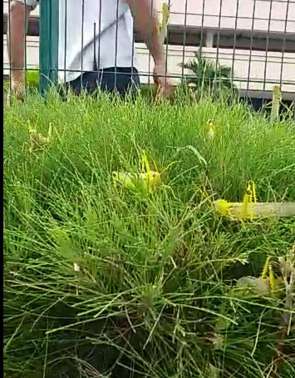 Populares gravam gafanhotos em Fortaleza e afirmam que nuvem de insetos estaria chegando ao Cear&aacute;