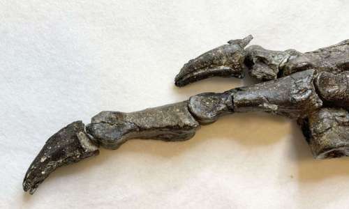 Detalhe do pé do fóssil do Aratasaurus museunacionali