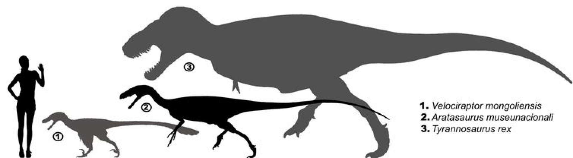 Aratasaurus museunacionali era um animal de porte médio