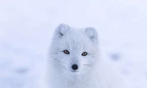 Pequena e branca, a raposa-do-ártico, de nome científico Alopex lagopus, muda cor quando muda a estação. É uma forma de camuflagem