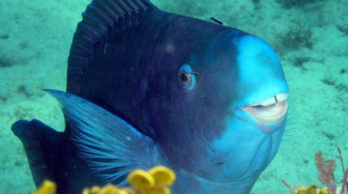 Scarus coeruleus, nome científico do budião-azul, um peixe-papagaio que parece estar sorrindo 