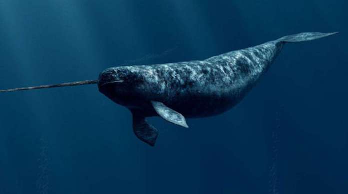 Este animal é chamado, por vezes, de unicórnio do mar. Mas, cientificamente, é Monodon Monoceros. Popularmente, pode chamar de narval
