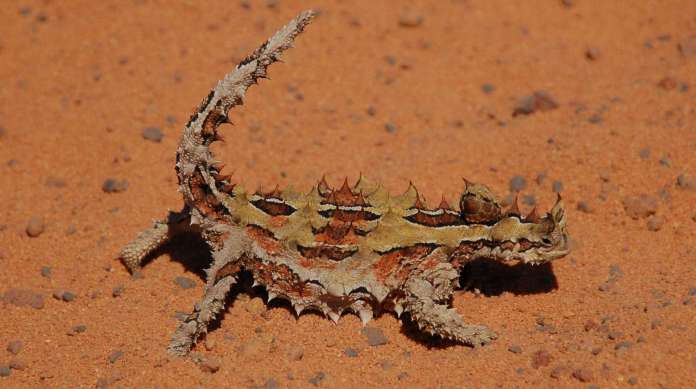 A lagarta Moloch horridus é injustamente conhecida como diabo-espinhoso. Mas, no seu país, tem outros apelidos, também pouco amigáveis: demônio da montanha, lagarto espinhento...