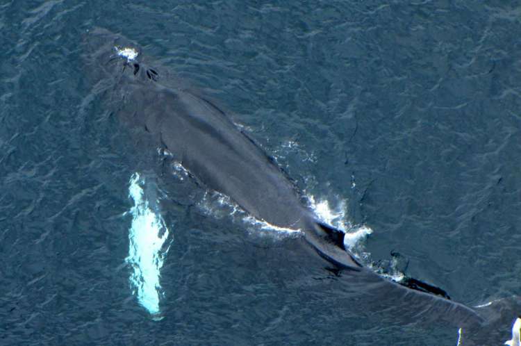 A Megaptera novaeangliae, nome científico da baleia-jubarte