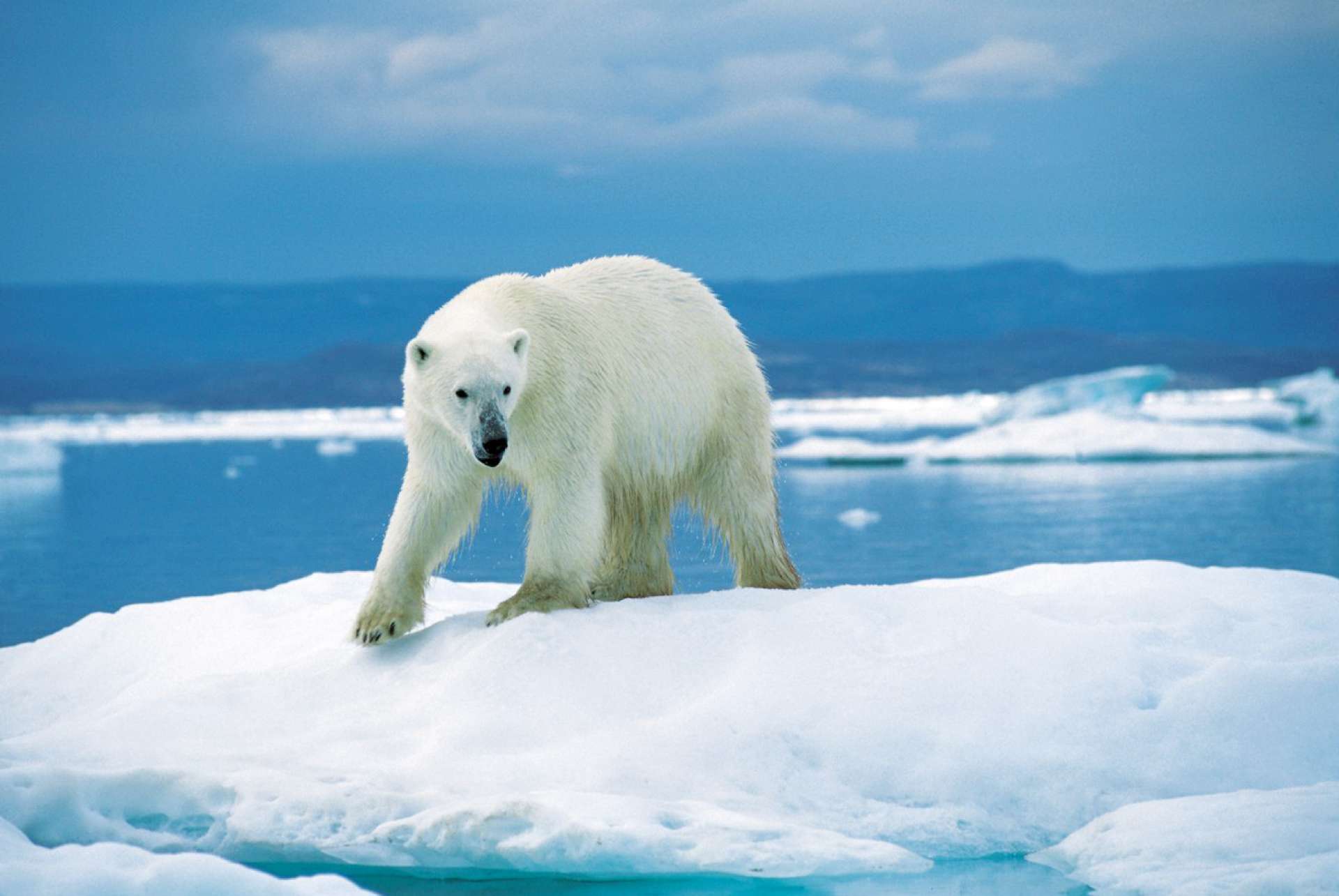 O Ursus maritmus, nome científico do urso polar