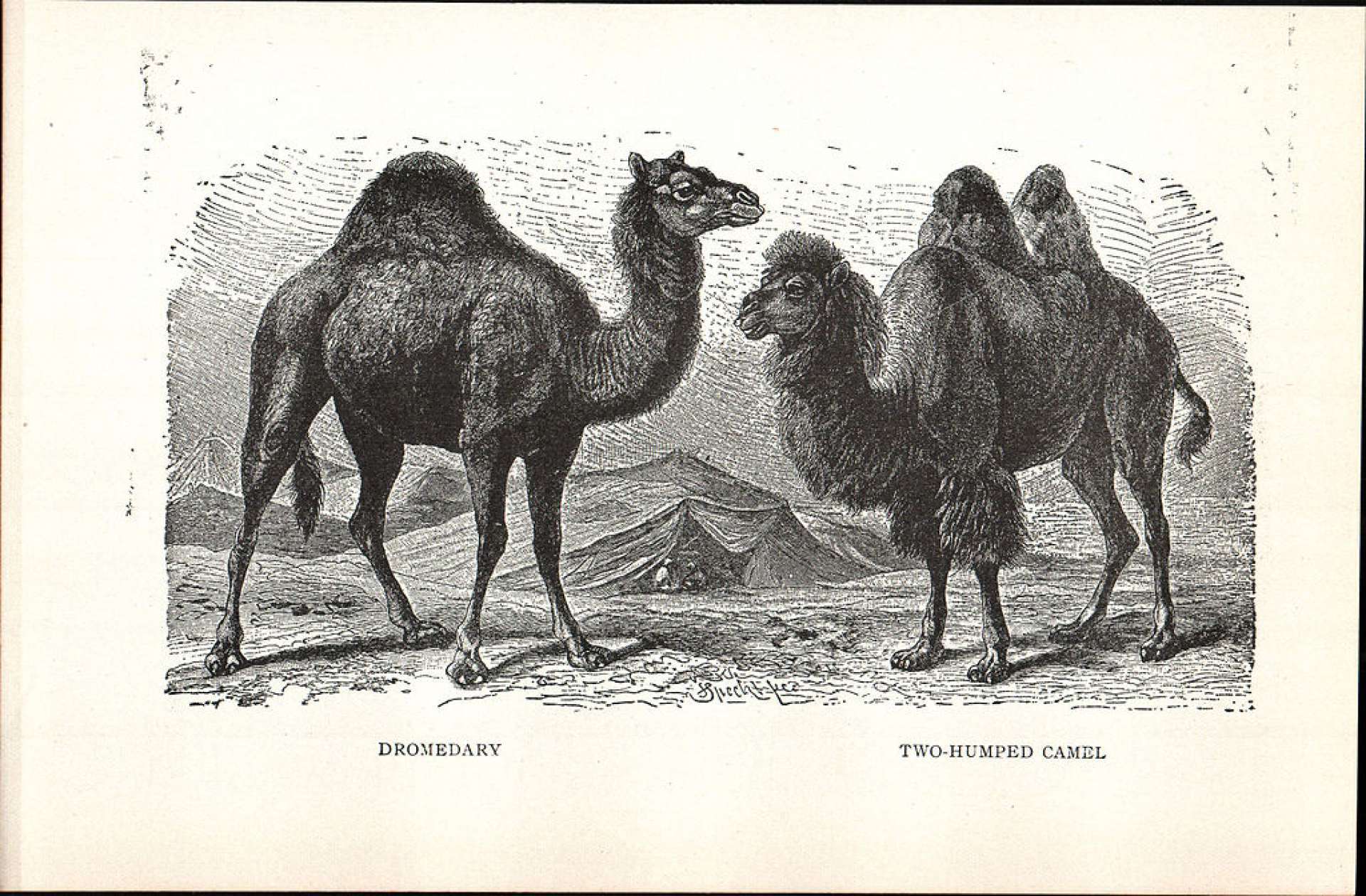 Há duas espécies de camelo: o dromedário (Camelus dromedarius), que possui apenas uma corcova nas costas, e o camelo-bactriano (Camelus bactrianus), que possui duas corcovas