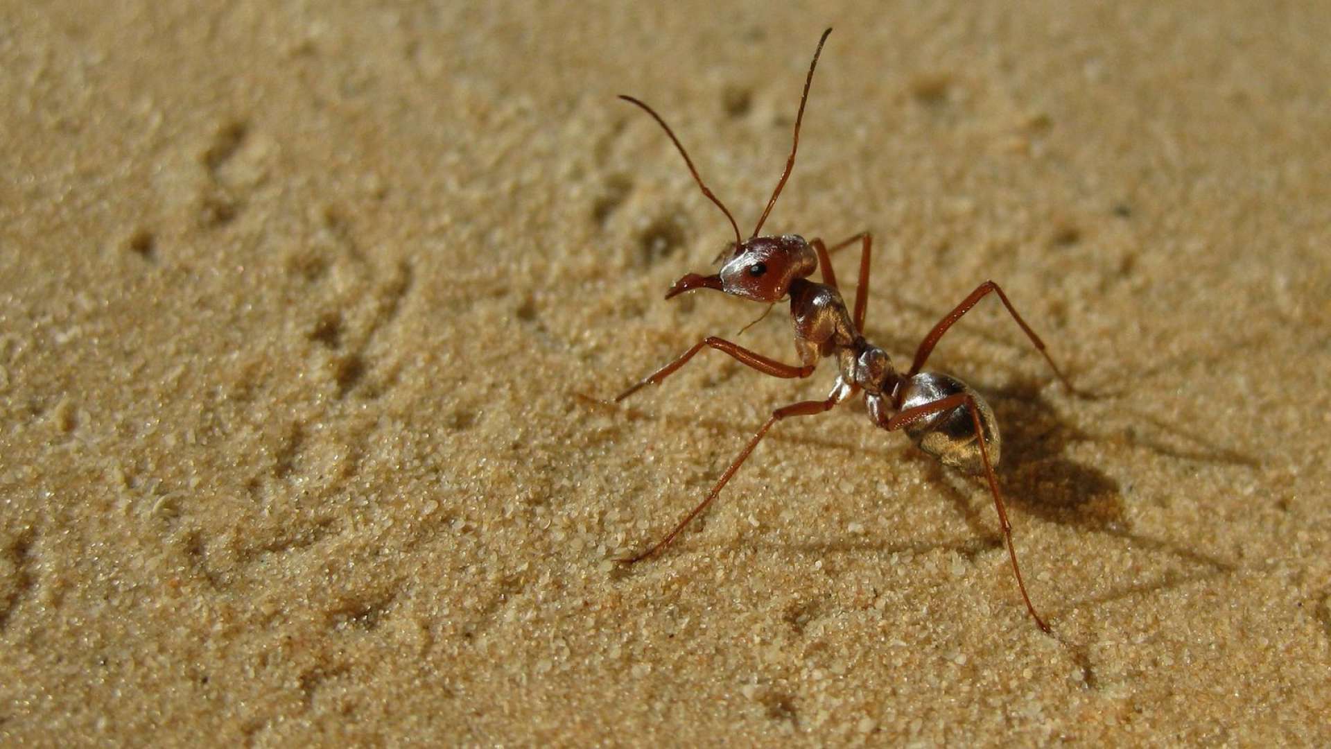 Cataglyphis bombycina, nome científico da formiga-prateada-do-Saara, a mais rápida do mundo