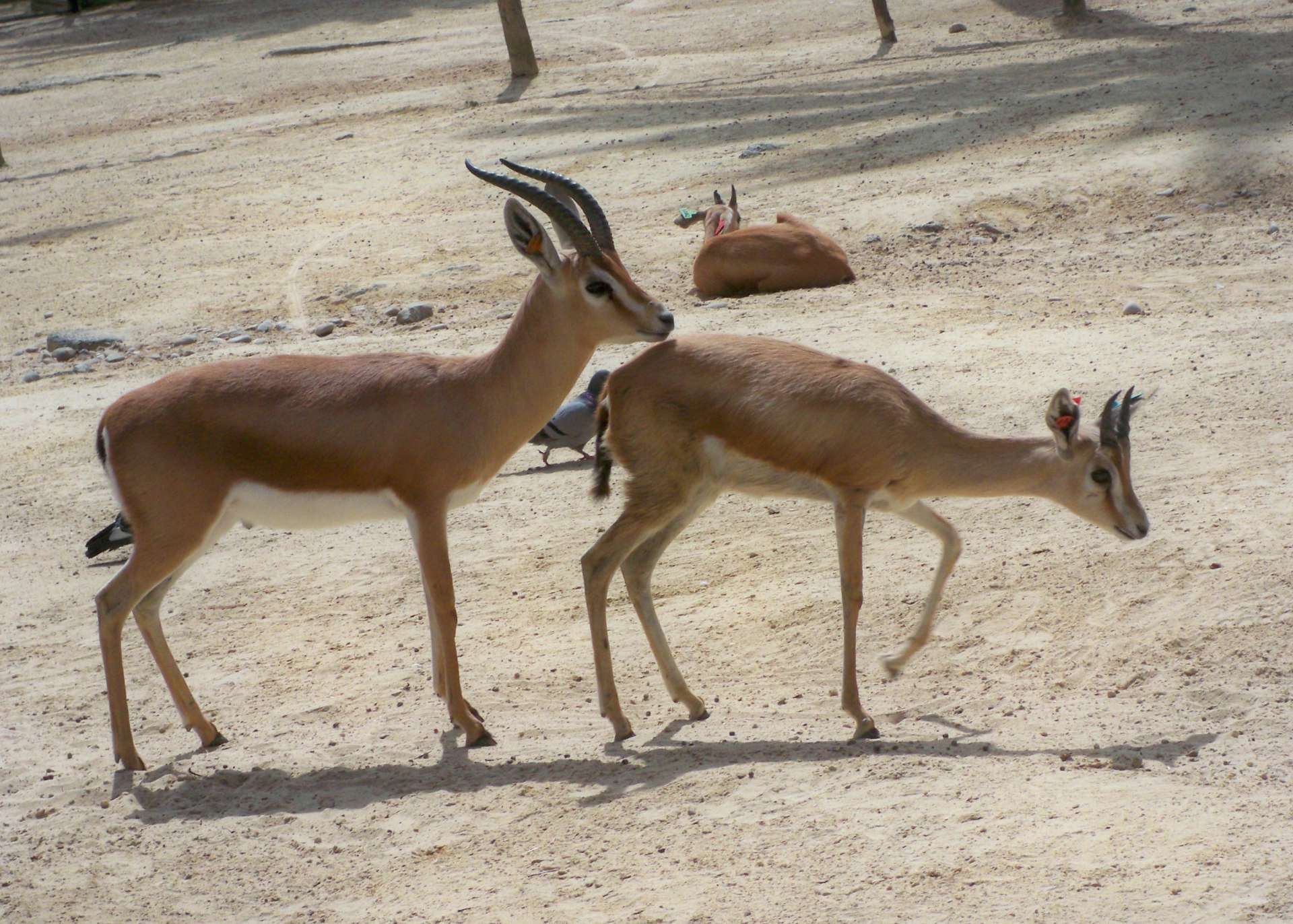 O nome científico desta parece muito com o nome usual: se chama Gazella dorcas e é conhecida como... gazela dorcas