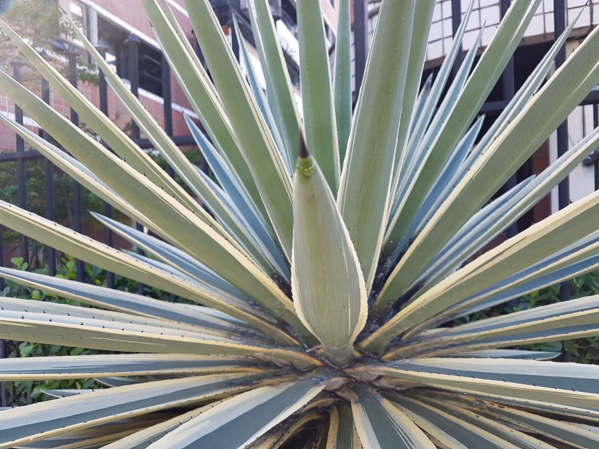 Uso de plantas n&atilde;o recomendadas pelo poder municipal &eacute; uma infra&ccedil;&atilde;o m&eacute;dia, conforme o artigo 913 do C&oacute;digo da Cidade.