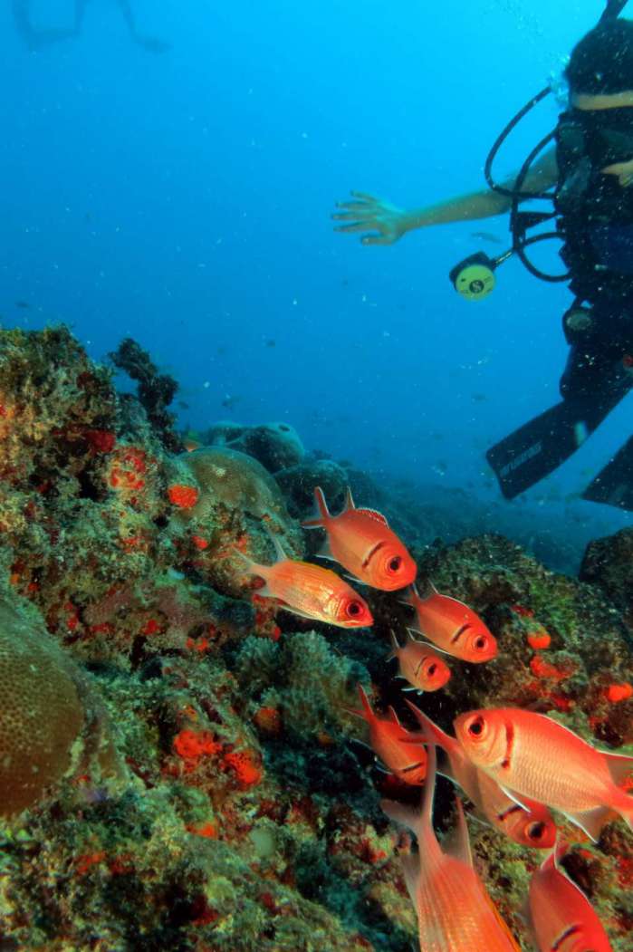 Corais saudáveis. Na foto, os animais estão mais coloridos - verdes e avermelhados. Ainda, há maior presença de peixes se alimentando nos corais. 