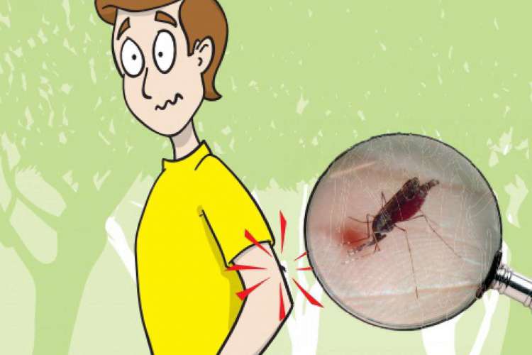 Saiba tudo sobre Malária. Atriz Camila Pitanga revelou estar infectada pela doença