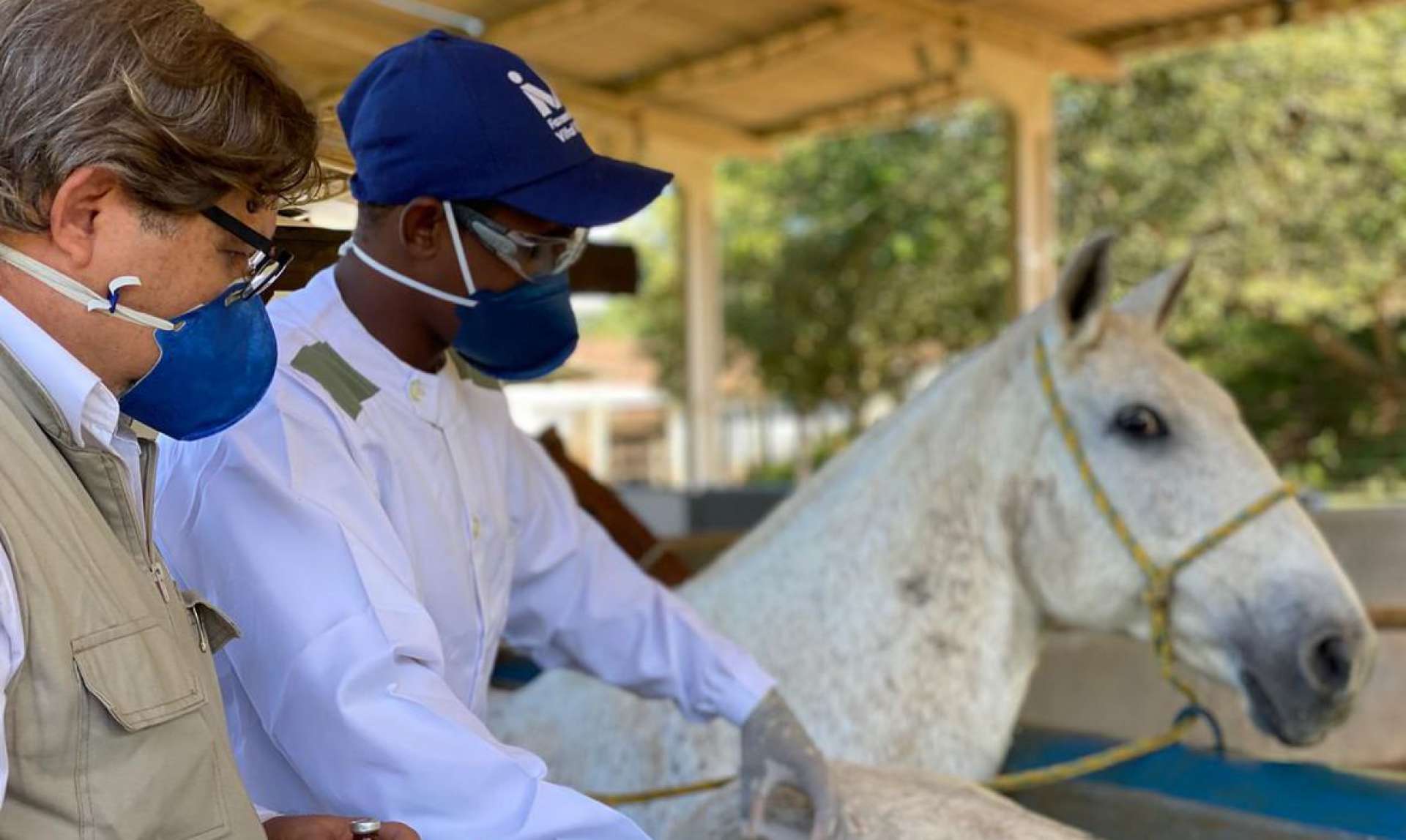Soro produzido por cavalos: testes em humanos aguarda autorização da Anvisa
 (Foto: divulgação)
