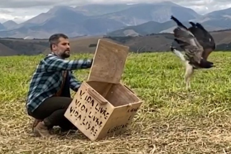 Bruno Gagliasso devolve gavião reabilitado à natureza