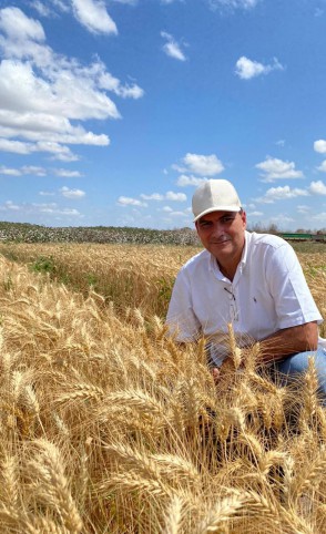 Alexandre Sales, produtor, conclui a primeira colhei de trigo neste mês de setembro e já planeja as próximas (Foto: Arquivo Pessoal )