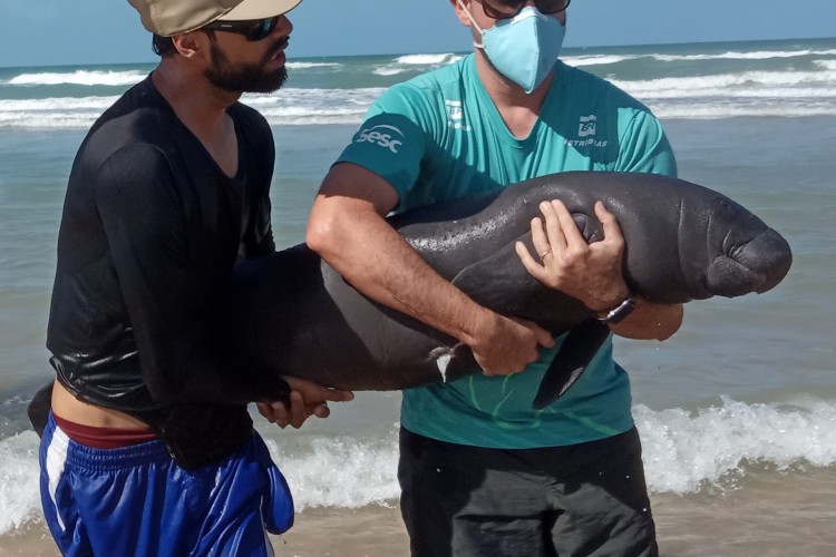 O peixe-boi resgatado é uma filhote de um ano de idade, fêmea, de 1,28 metro e 34 kg