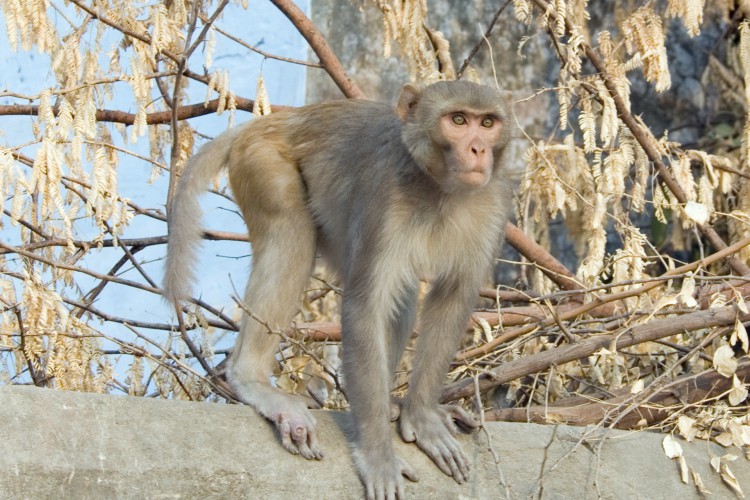 O macaco-rhesus, cujo nome científico é Macaca mulatta, é originário da Ásia e pode ser encontrado do Paquistão à China