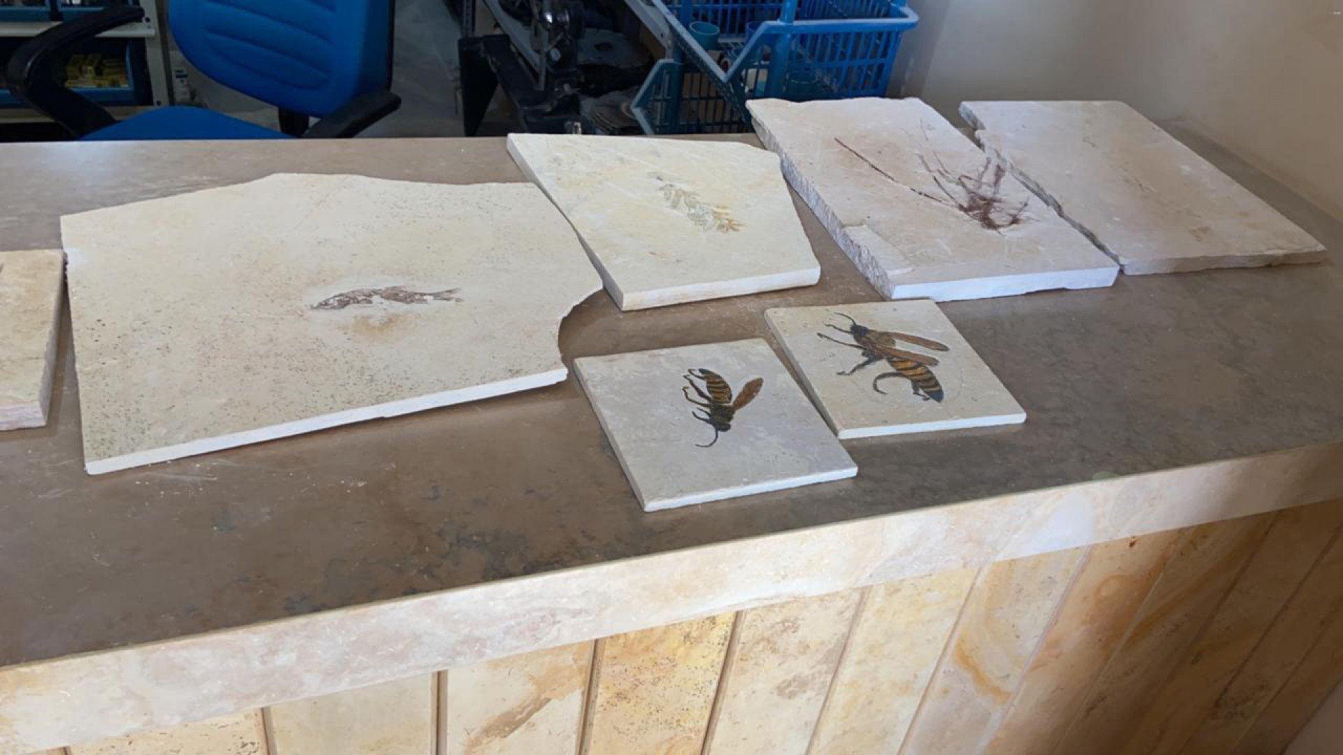 Fósseis investigados de serem traficados na Chapada do Araripe pela Polícia Federal. (Foto: Divulgação/PF)