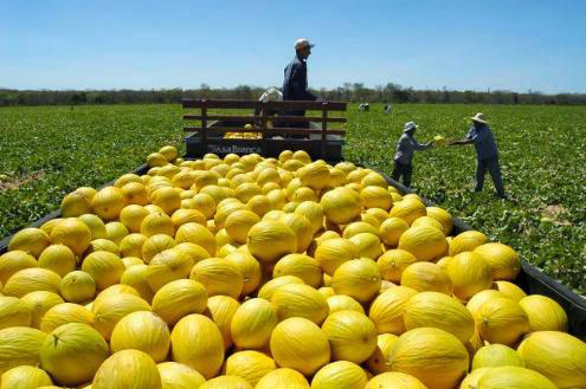 Na Ceasa, melão amarelo e o japonês dispararam o preço e são vendidos por R$ 4,00/kg;  melancia também tem aumento de (+35,2%) e está custando R$ 2,30/kg (Foto: Arquivo)