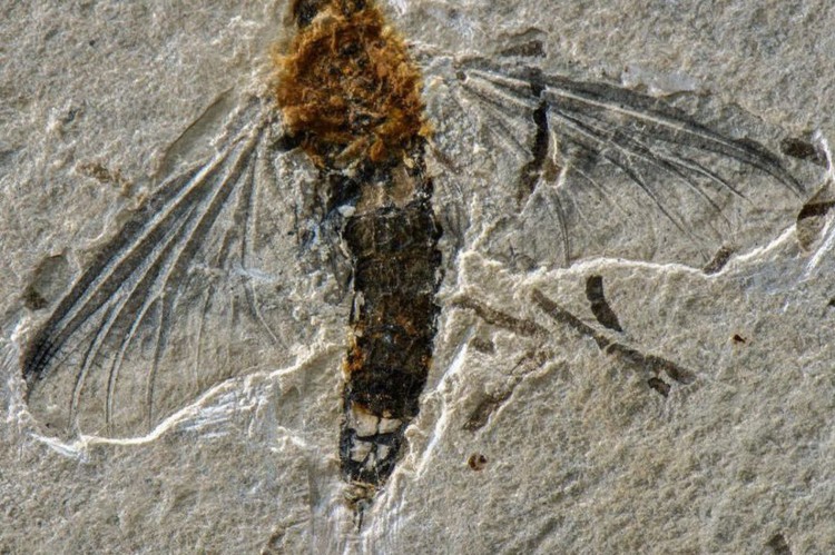 A efêmera Incogemina nubila é a 2ª de um fóssil adulto da família Oligoneuriidae (as efêmeras) no mundo.(Foto: Dr. Frederico Falcão Salles/ Universidade Federal de Viçosa)