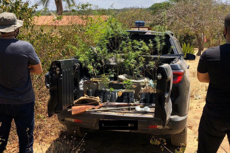 Plantação de maconha foi encontrada em um sítio na cidade de Jardim