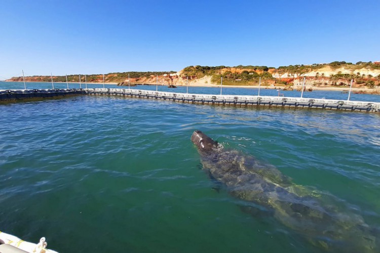 Local onde os peixes-bois ficar&atilde;o por cerca de seis meses antes de voltarem ao mar sozinhos