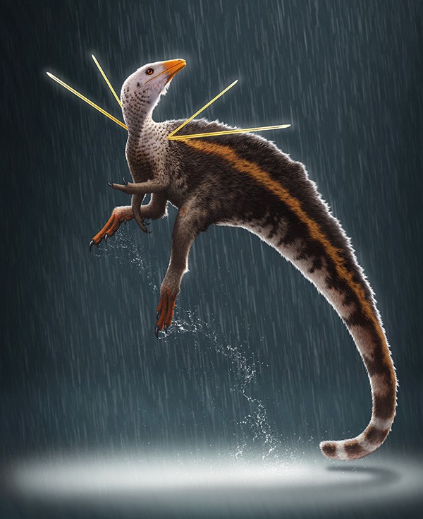 O Ubirajara é uma nova espécie de dinossauro que traz características peculiares, como as "fitas" que saem do dorso do animal.(Foto: Bob Nicholls / Paleocreations.com 2020)