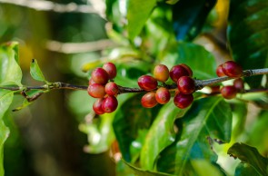 O centenário Sítio São Roque é referência no cultivo agroecológico do café. A torrefação, marca e cafeteria Atelier 1913 apresenta ao mundo essa história