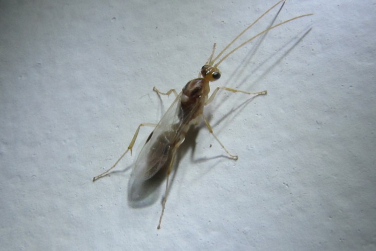 Majoritariamente, entre as formigas, apenas machos e rainhas têm asas (foto: Reprodução/Wikico...