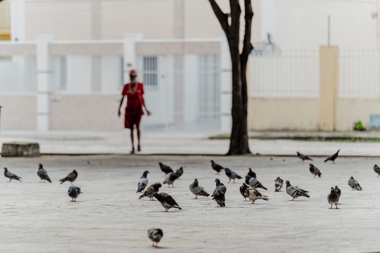 Conscientização sobre os perigos de alimentar animais em locais públicos: pombos são um dos alvos da campanha
