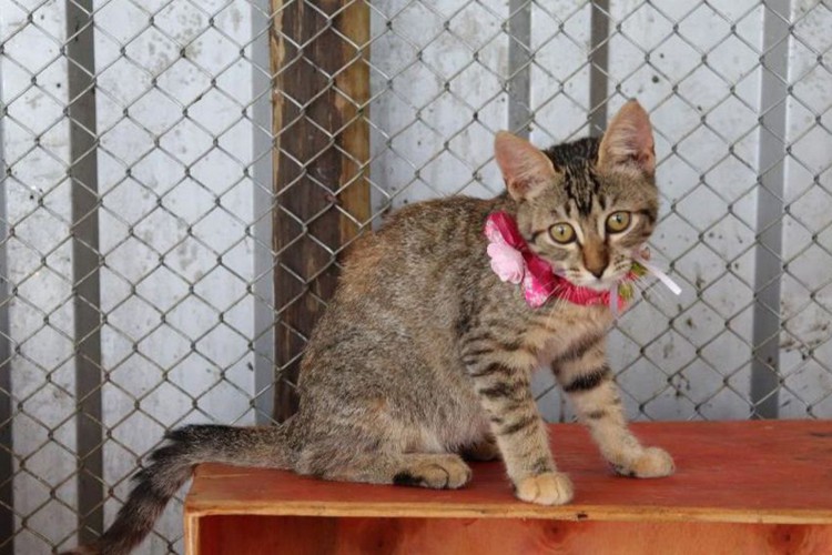Animais especiais resgatados em Brumadinho aguardam adoção responsável