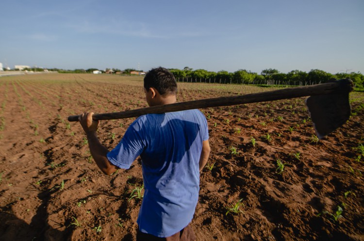Agricultor fazendo o roçado de Feijão e Milho no Ceará