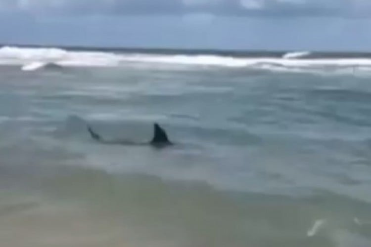 Pescador é detido por matar tubarão 'vulnerável a extinção' em Fortaleza, Ceará