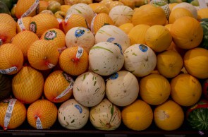 FORTALEZA, CE, BRASIL, 24.03.2021: Melão. Desenvolvimento do agronegócio do Ceará, muito baseado na fruticultura. em epoca de COVID-19. (Foto: Aurelio Alves/ Jornal O POVO)
